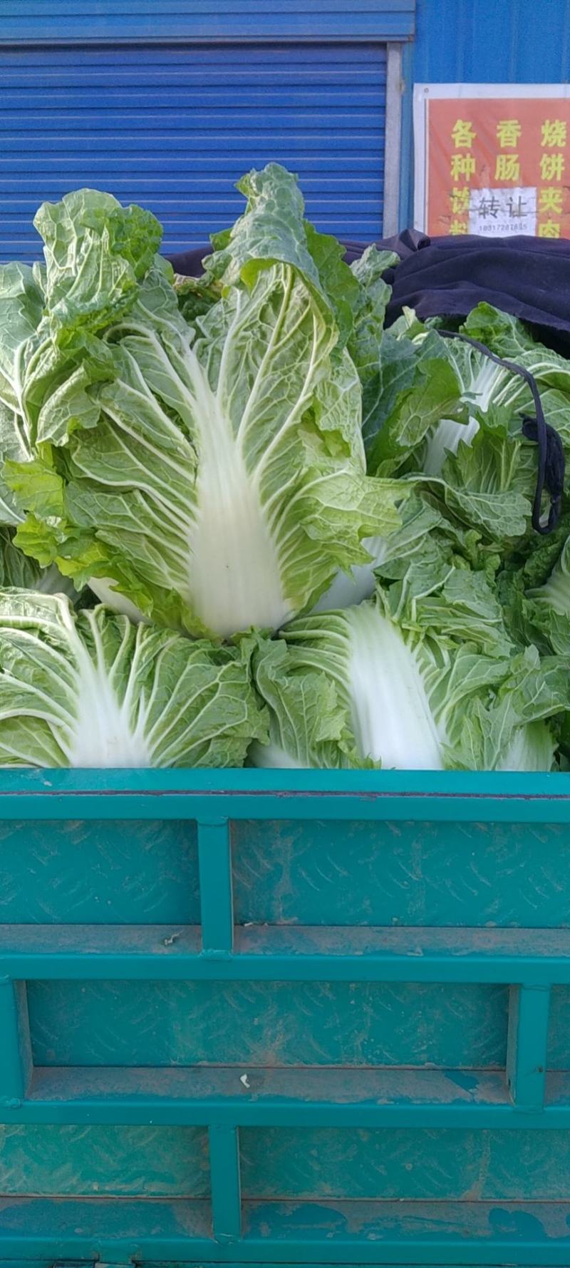 大量大白菜精品，欢迎老板采购！