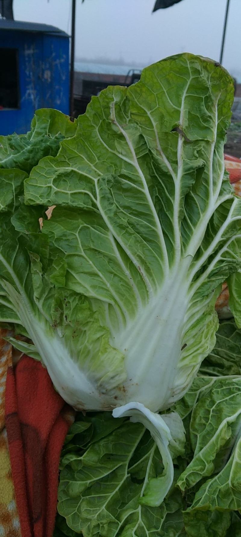 大量大白菜精品，欢迎老板采购！