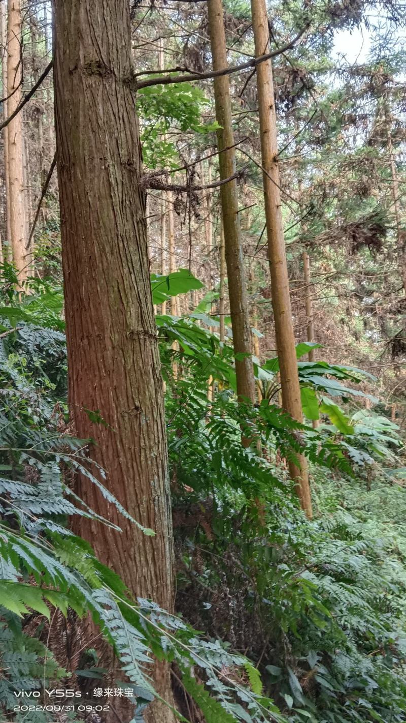 杉木，香杉