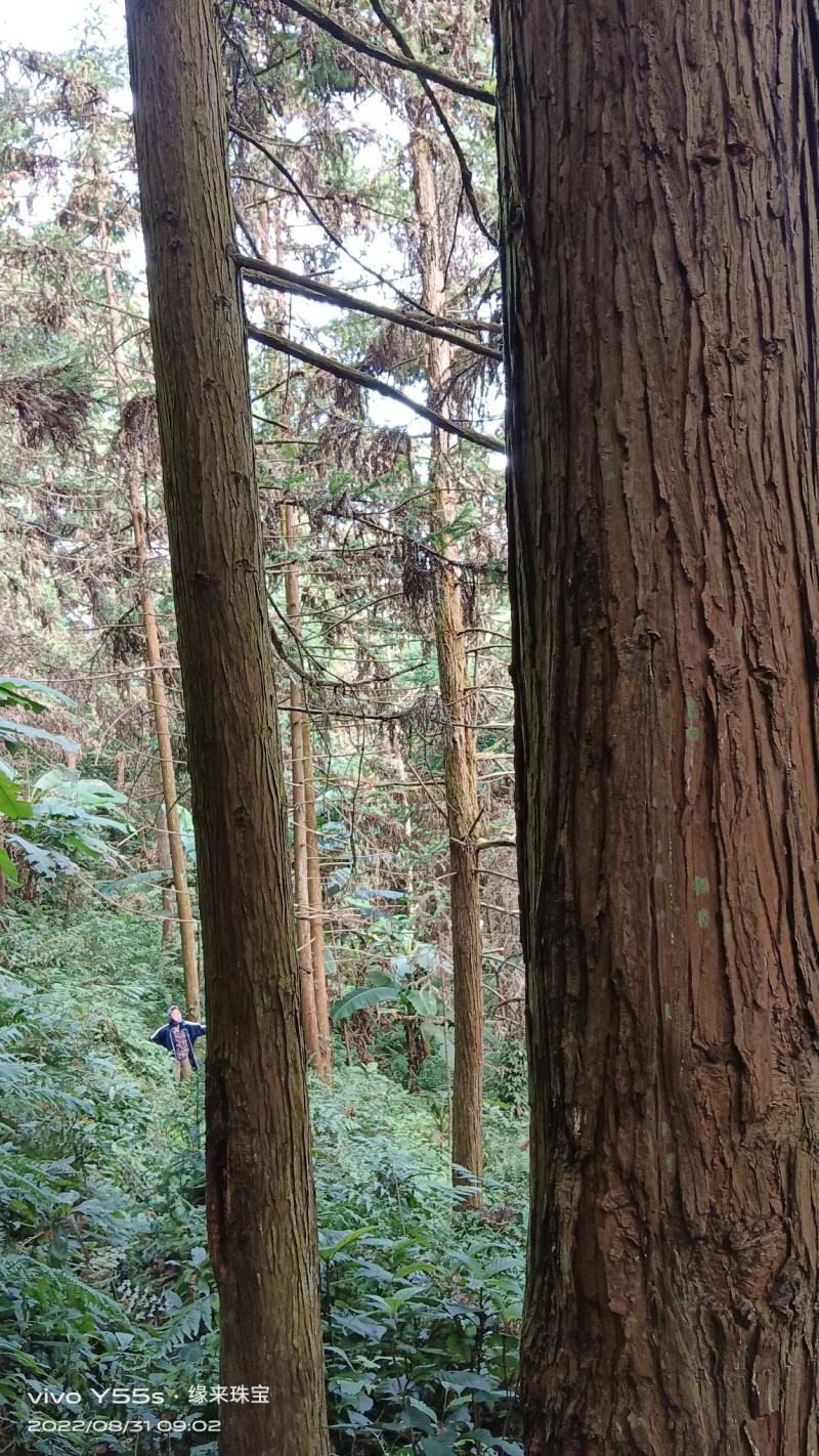 杉木，香杉