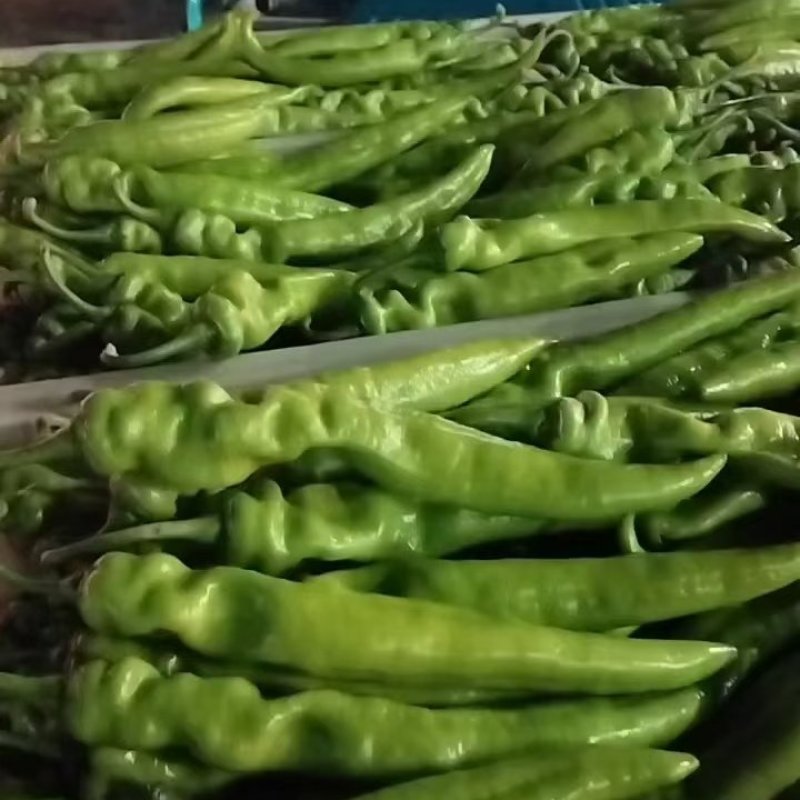 黄皮尖椒大量上市，供应各大市场，商标电商平台