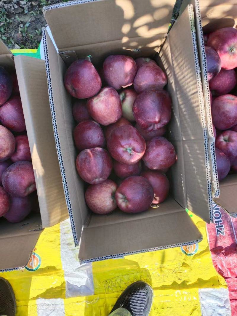 苹果红星苹果正宗花牛苹果山西苹果甘甜爽口大量供应