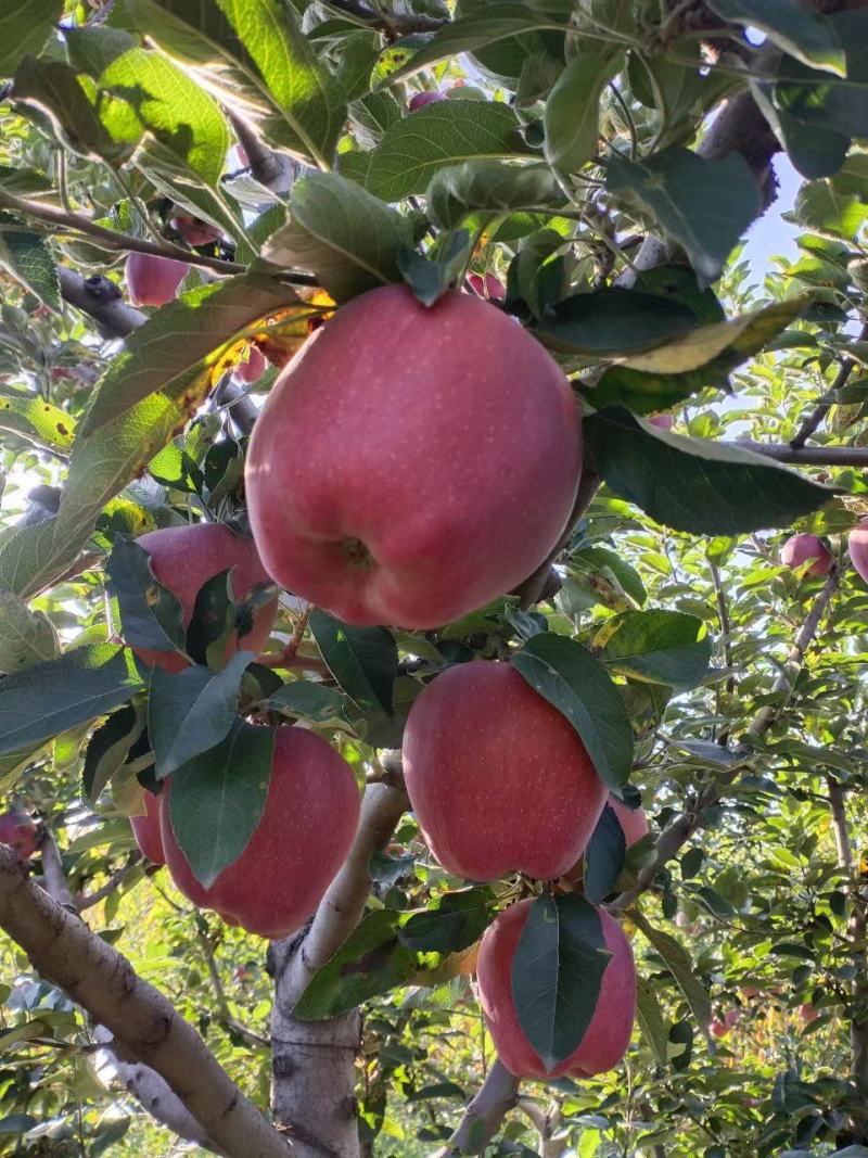 苹果红星苹果正宗花牛苹果山西苹果甘甜爽口大量供应