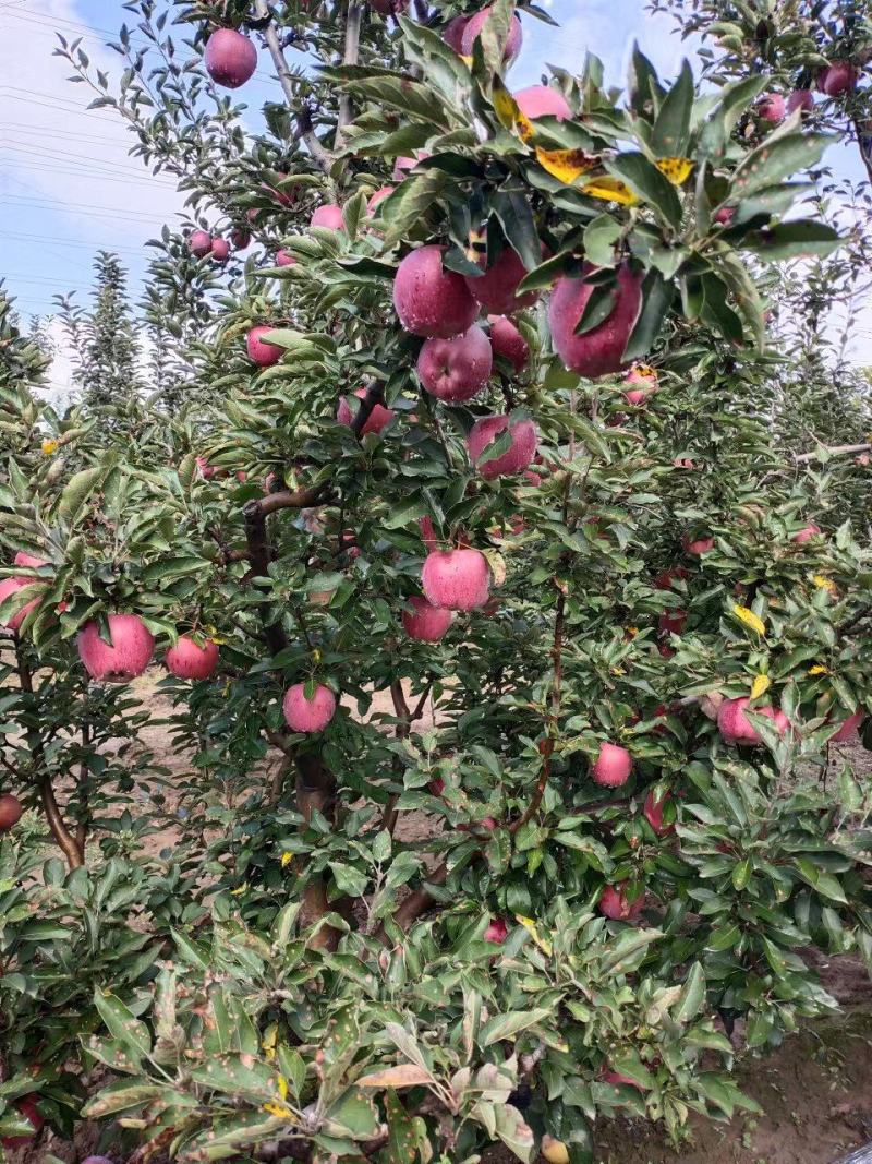 苹果红星苹果正宗花牛苹果山西苹果甘甜爽口大量供应