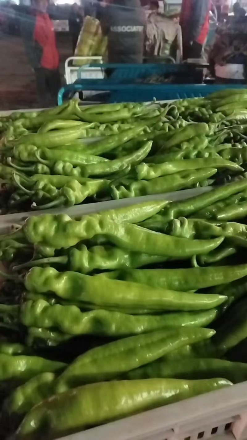 黄皮尖椒大量上市，供应各大市场，商标电商平台