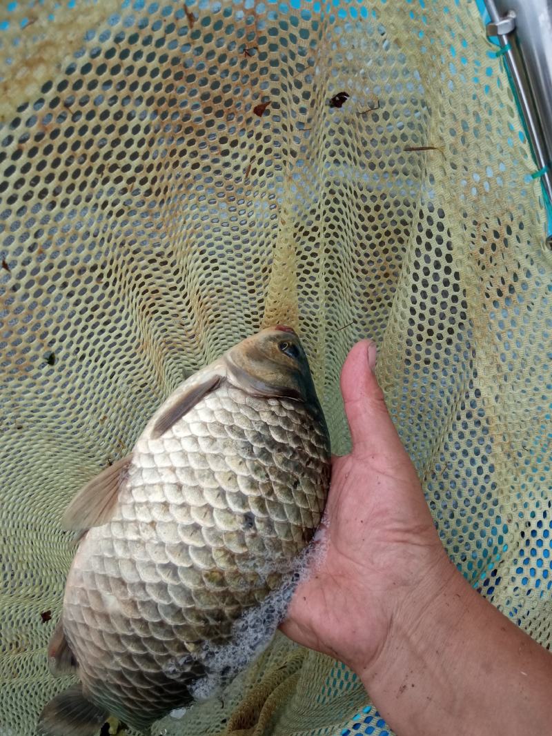 鲫鱼一斤往上，8块自提