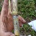 大叶黄竹草一件代发大量有货包邮苗死包赔直发现砍现发电