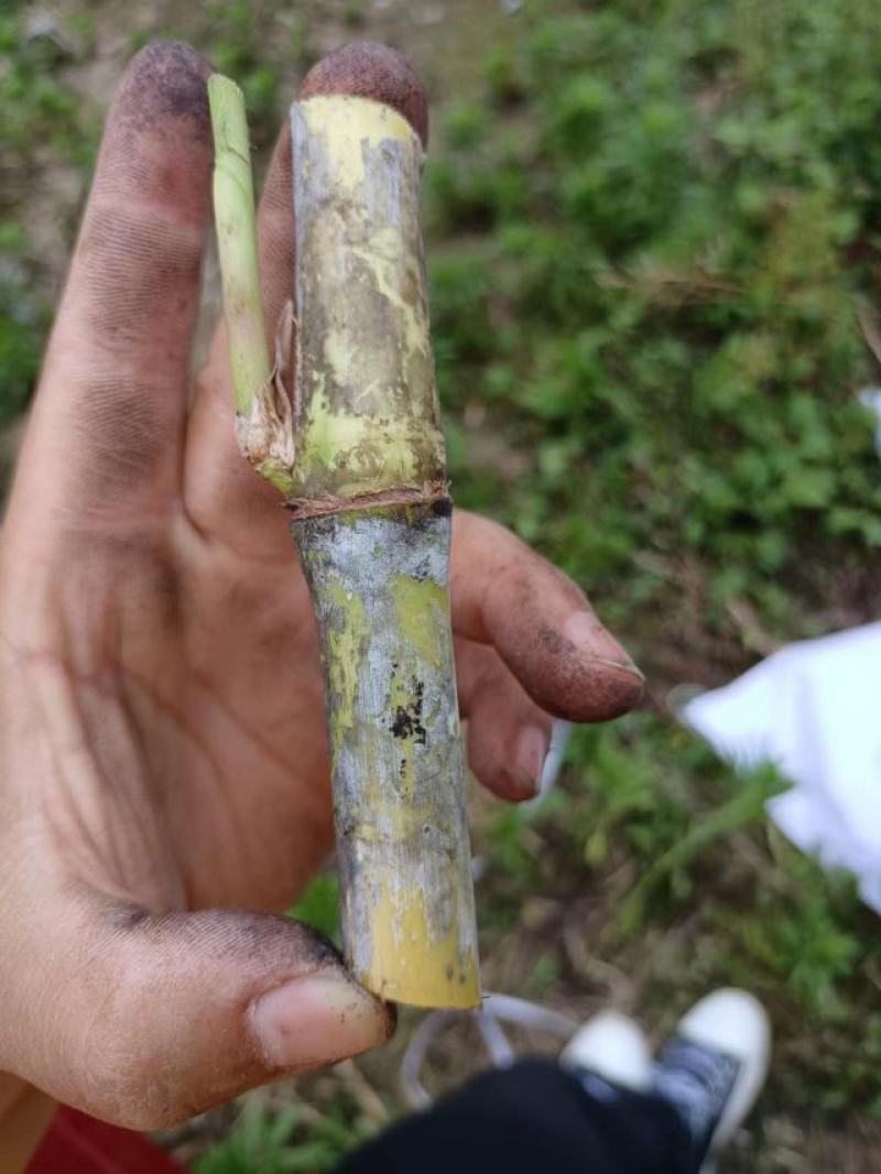 大叶黄竹草一件代发大量有货包邮苗死包赔直发现砍现发电