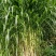 大叶黄竹草一件代发大量有货包邮苗死包赔直发现砍现发电