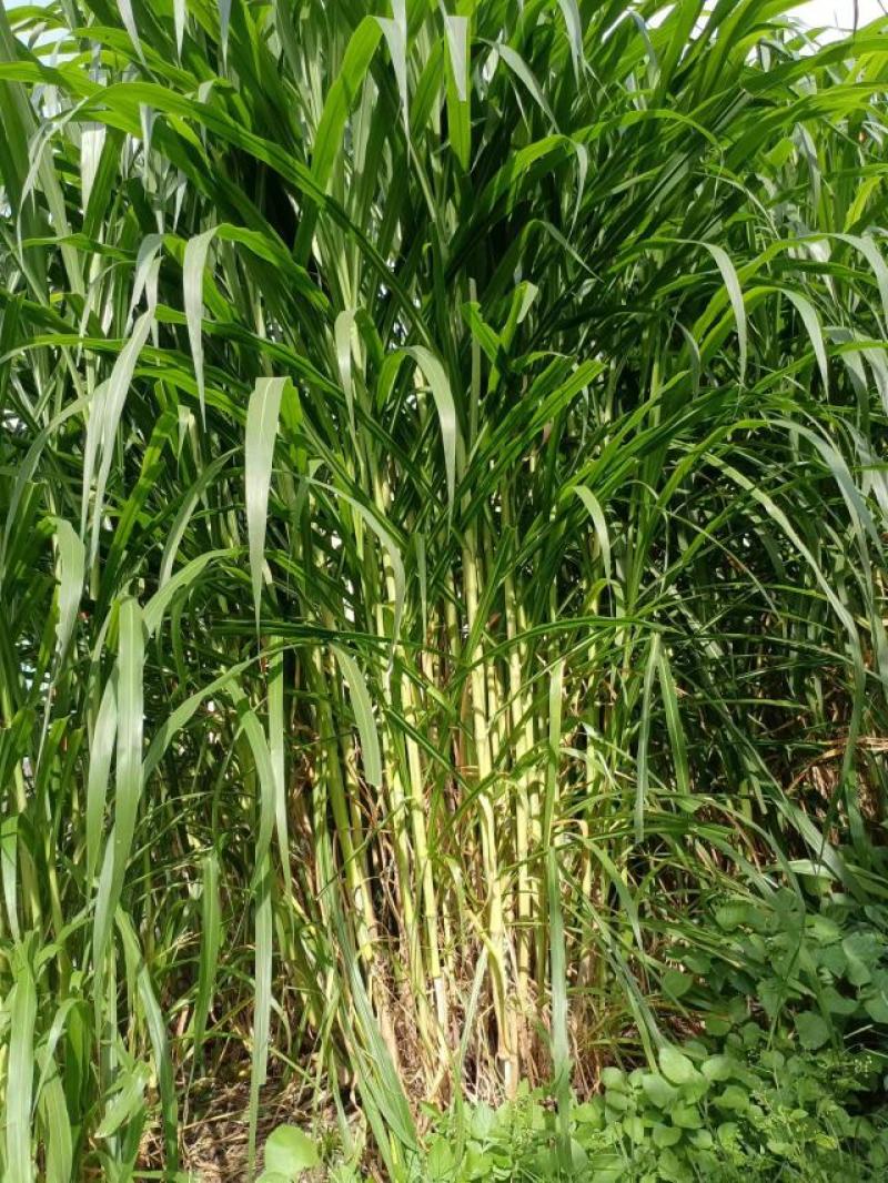 大叶黄竹草一件代发大量有货包邮苗死包赔直发现砍现发电