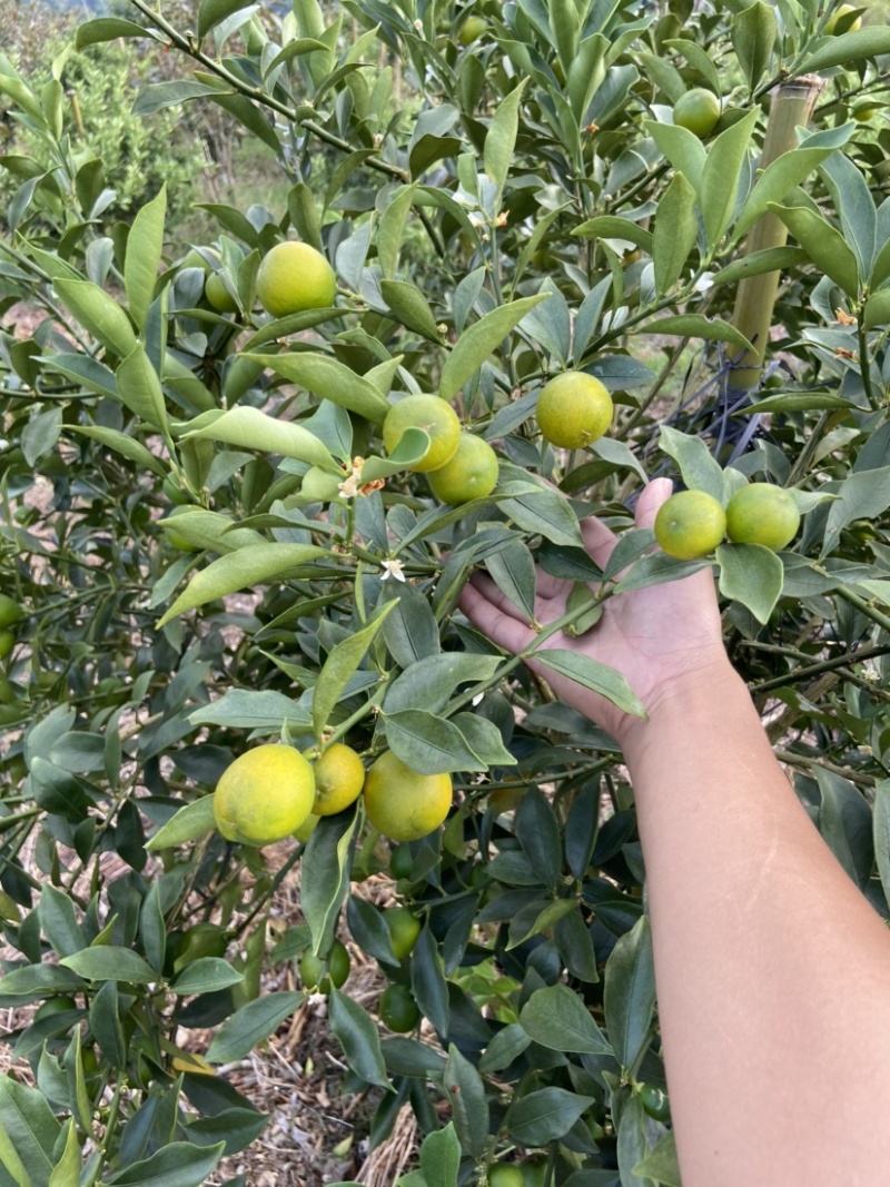脆蜜金桔、细嫩香甜，甜度高