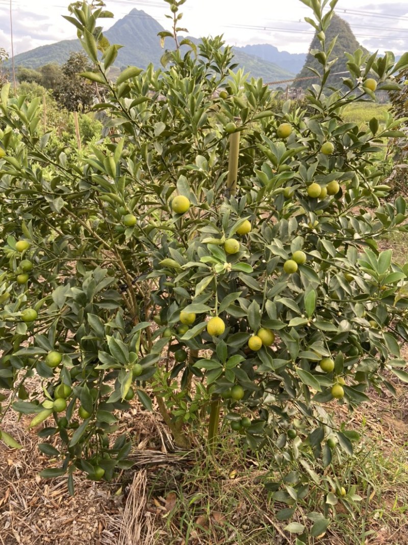 脆蜜金桔、细嫩香甜，甜度高