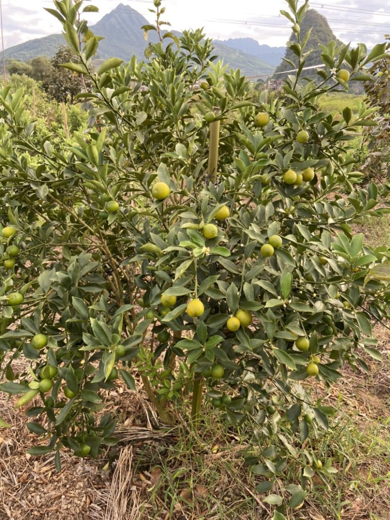 脆蜜金桔、细嫩香甜，甜度高
