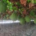 【好货新瓜蒌】新9号青瓜蒌热卖中质量保障诚信为本欢迎来电