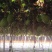 【好货新瓜蒌】新9号青瓜蒌热卖中质量保障诚信为本欢迎来电