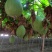 【好货新瓜蒌】新9号青瓜蒌热卖中质量保障诚信为本欢迎来电