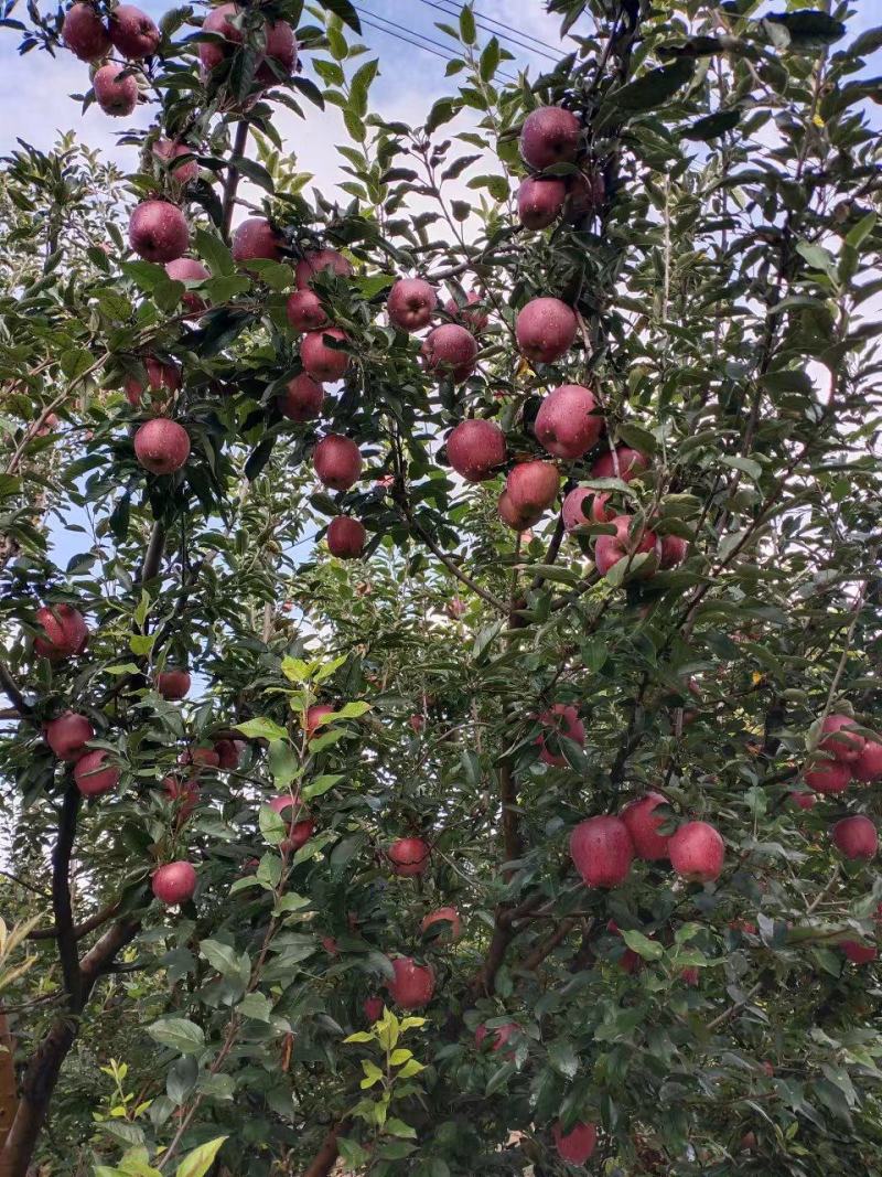 苹果红星苹果正宗花牛苹果山西苹果甘甜爽口大量供应