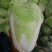 【精选】白菜夏阳白菜货源充足，诚信代办【全国发货】