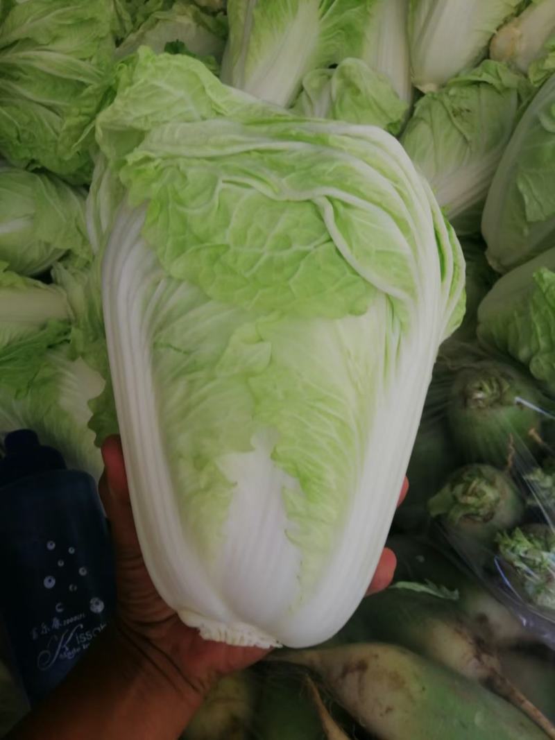 【精选】白菜夏阳白菜货源充足，诚信代办【全国发货】