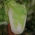 【精选】白菜夏阳白菜货源充足，诚信代办【全国发货】