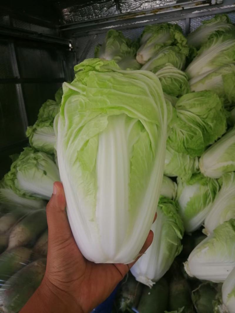 【精选】白菜夏阳白菜货源充足，诚信代办【全国发货】
