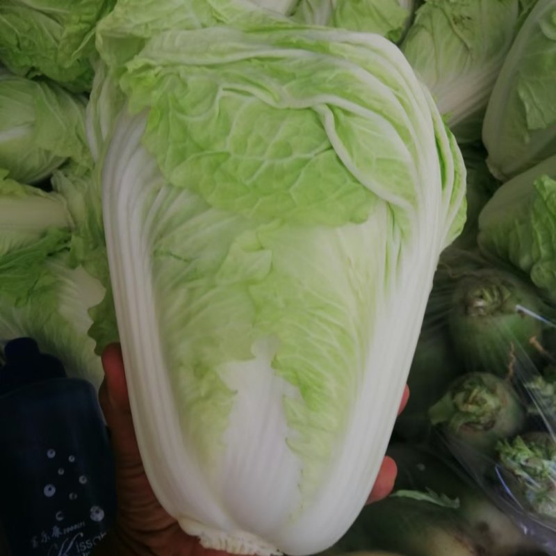 【精选】白菜夏阳白菜货源充足，诚信代办【全国发货】