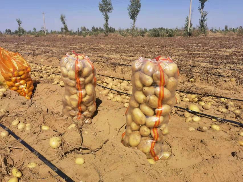 胡萝卜采收场景