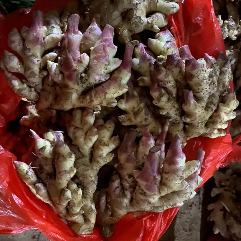 贵州安顺黄果树精品生姜