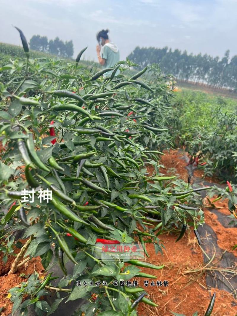 泰国进口大果中早熟朝天椒种子封神朝天椒辣椒种子果色亮红