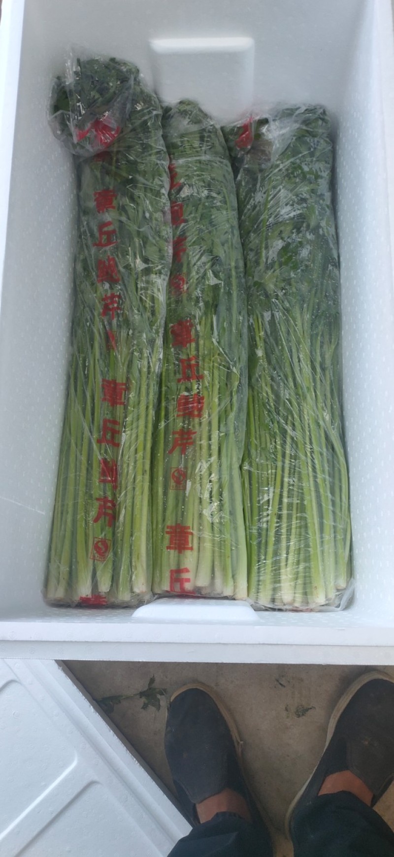 章丘鲍芹