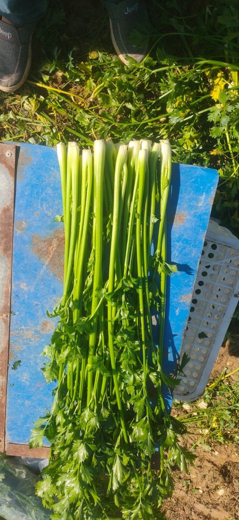 章丘鲍芹