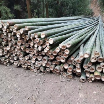 大棚竹果树支撑架竹片产地发货长期供货