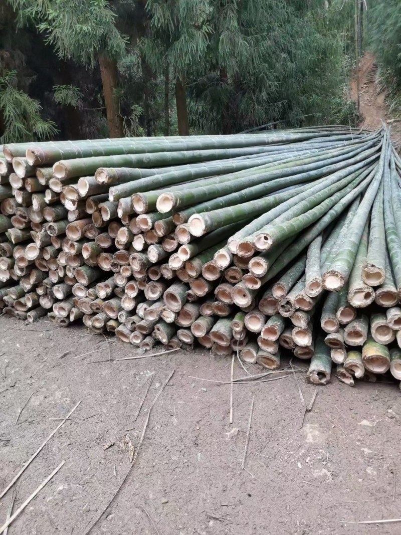 大棚竹果树支撑架竹片产地发货长期供货