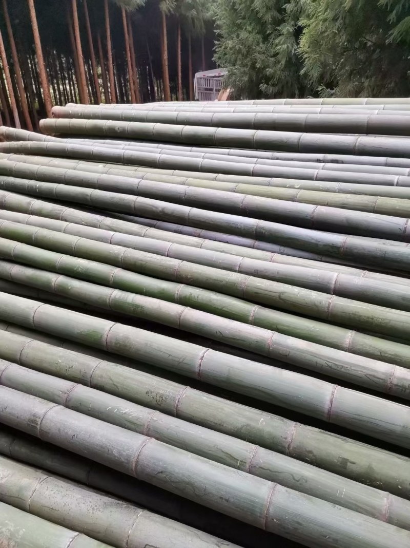 大棚竹果树支撑架竹片产地发货长期供货