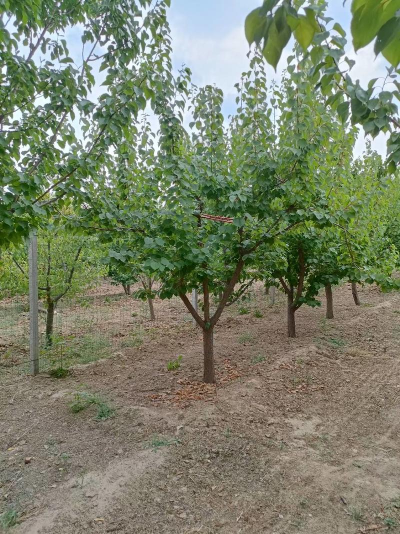 11公分12公分山杏，精品树，地产苗