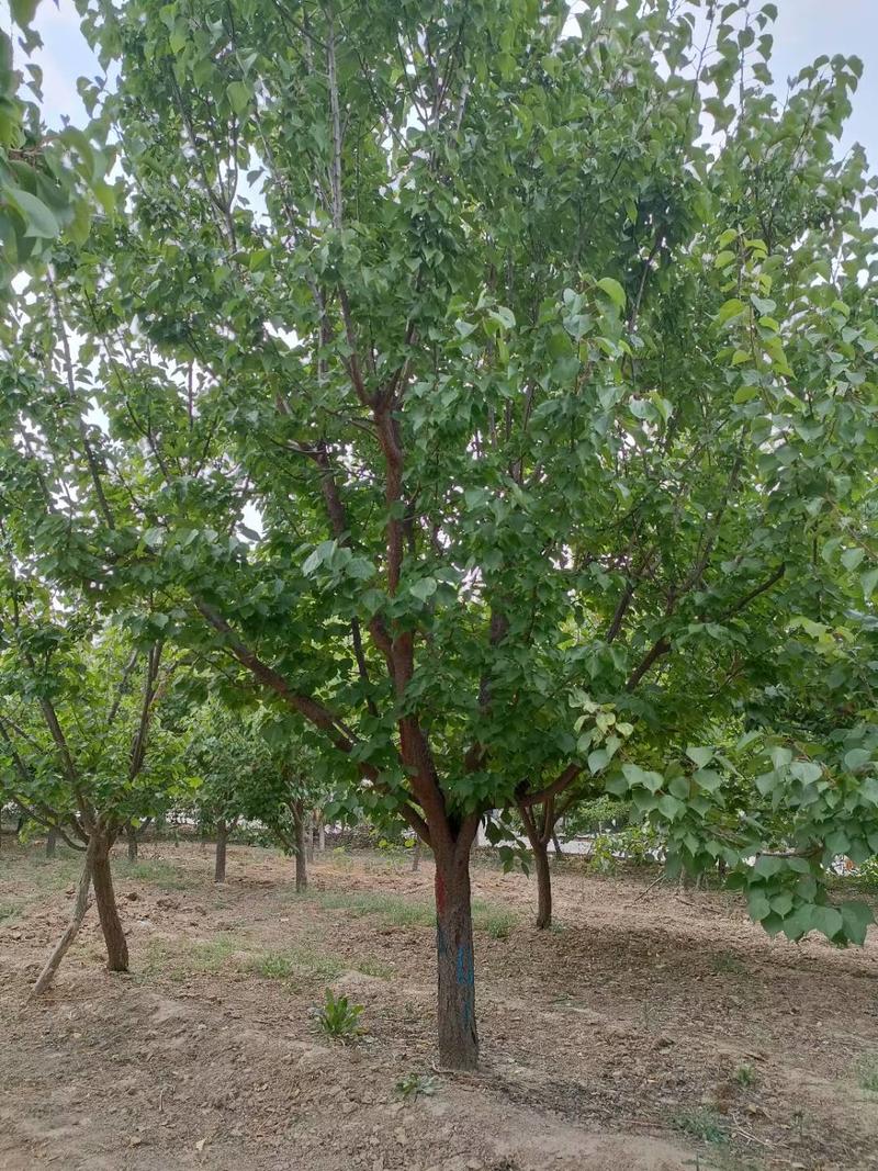 11公分12公分山杏，精品树，地产苗