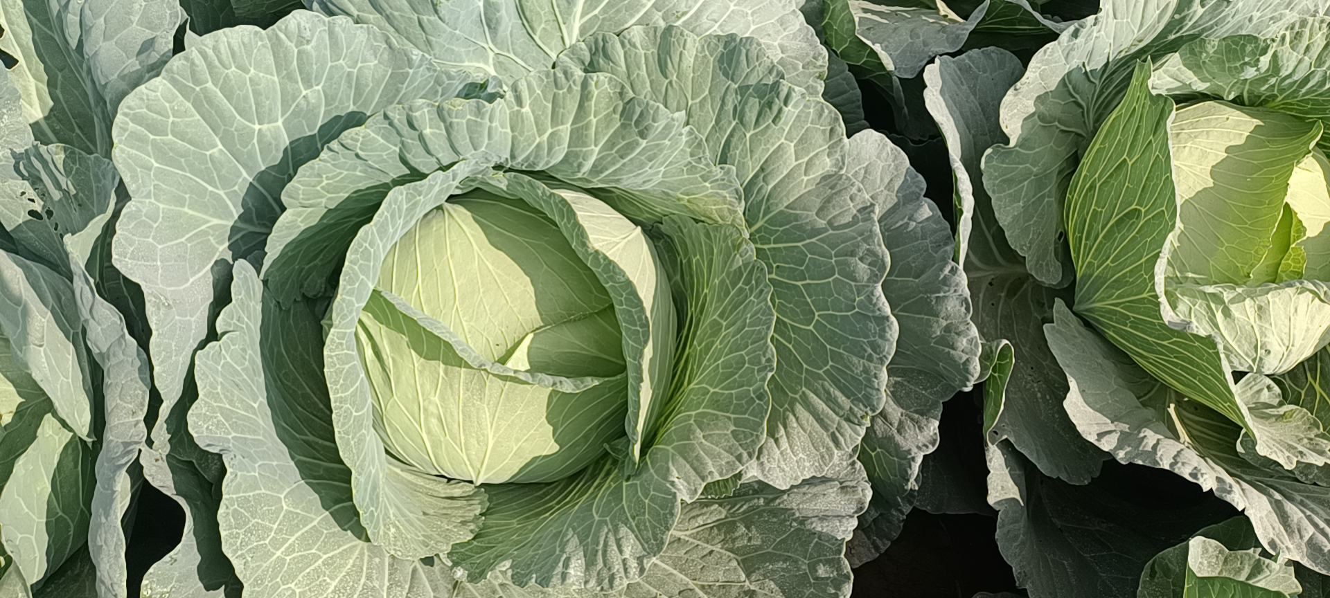 油菜不同品种对比图