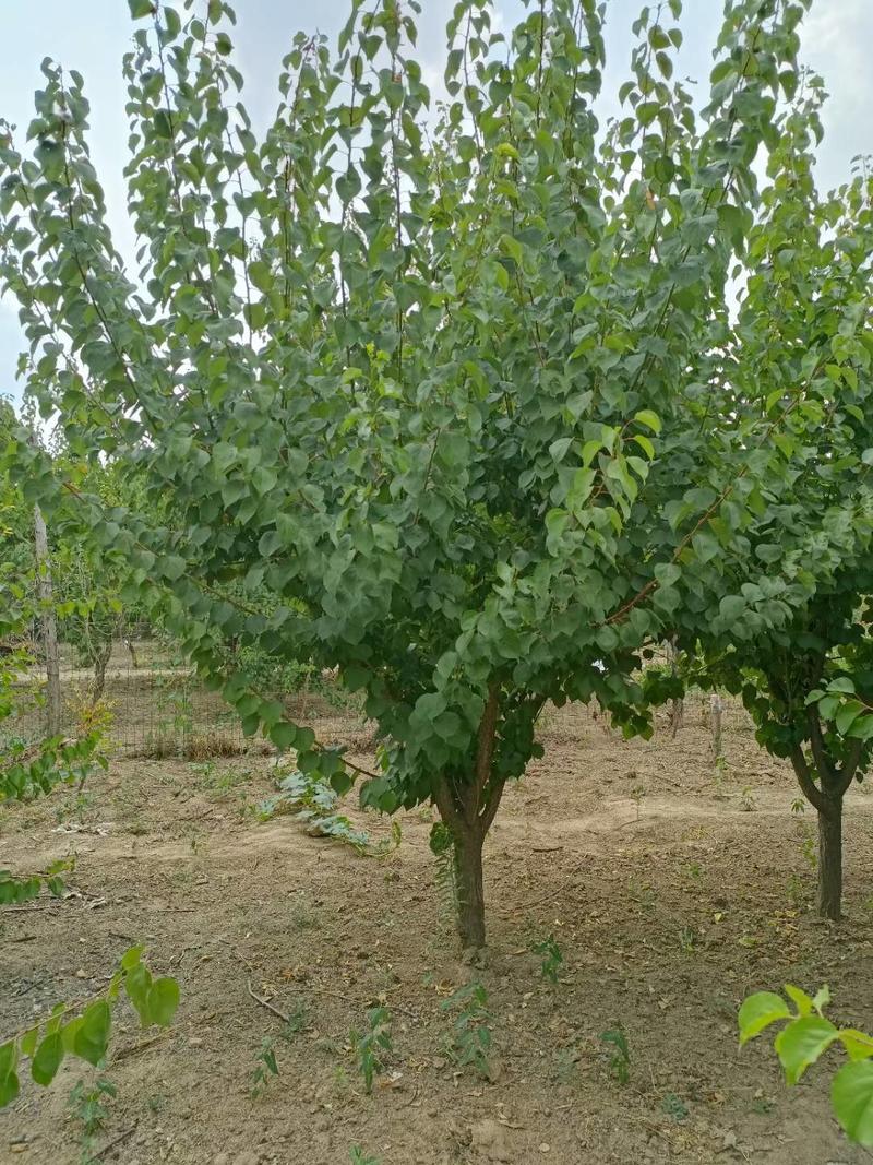 山杏，15公分山杏树，规格齐全地产苗种植