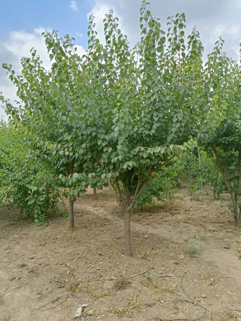 山杏，15公分山杏树，规格齐全地产苗种植