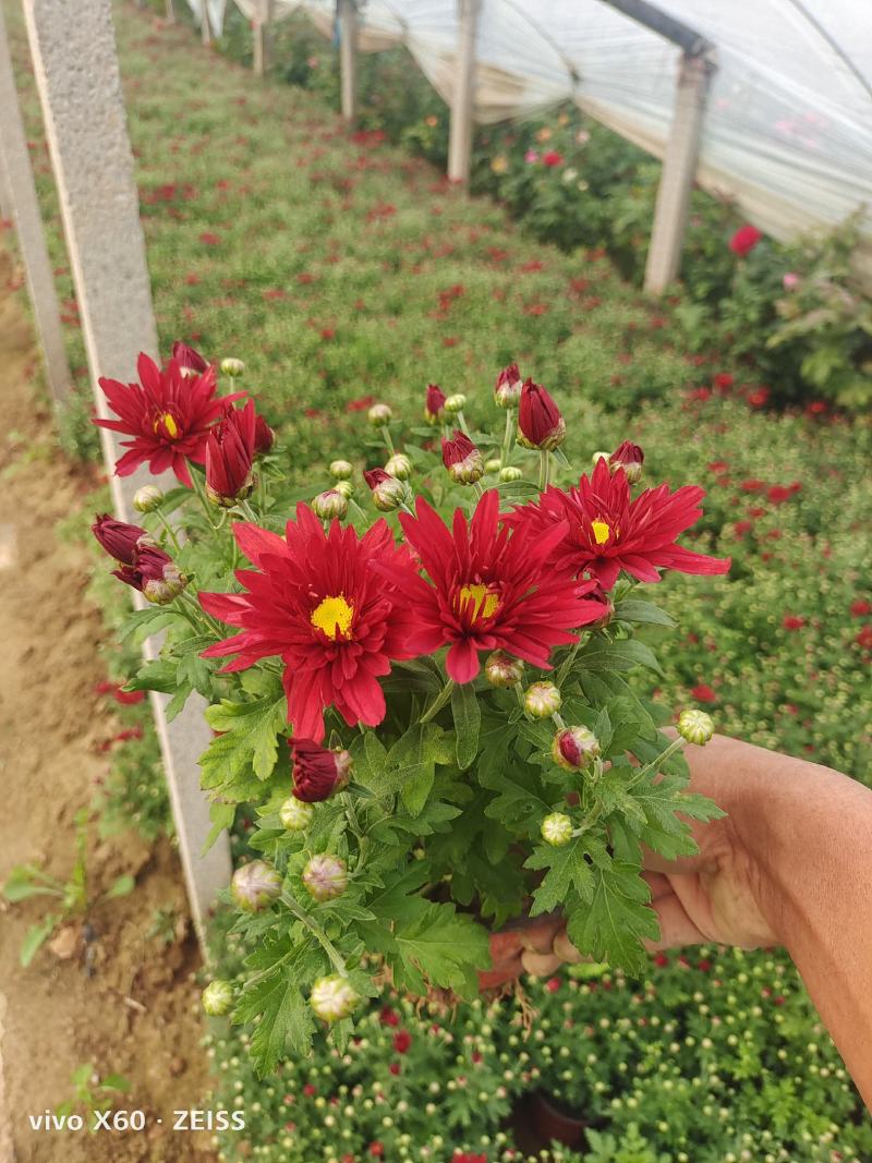 国庆菊，有红色的，粉色的玫红色，黄色的，有小杯的，大盆的