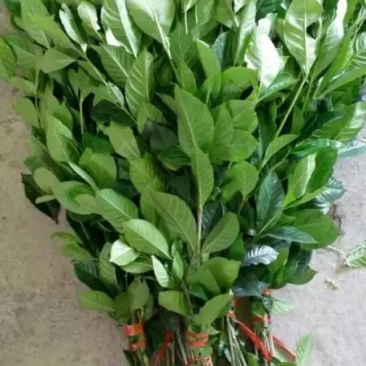 栀子花枝条栀子花叶