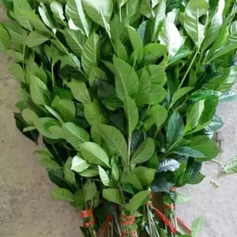 栀子花枝条栀子花叶