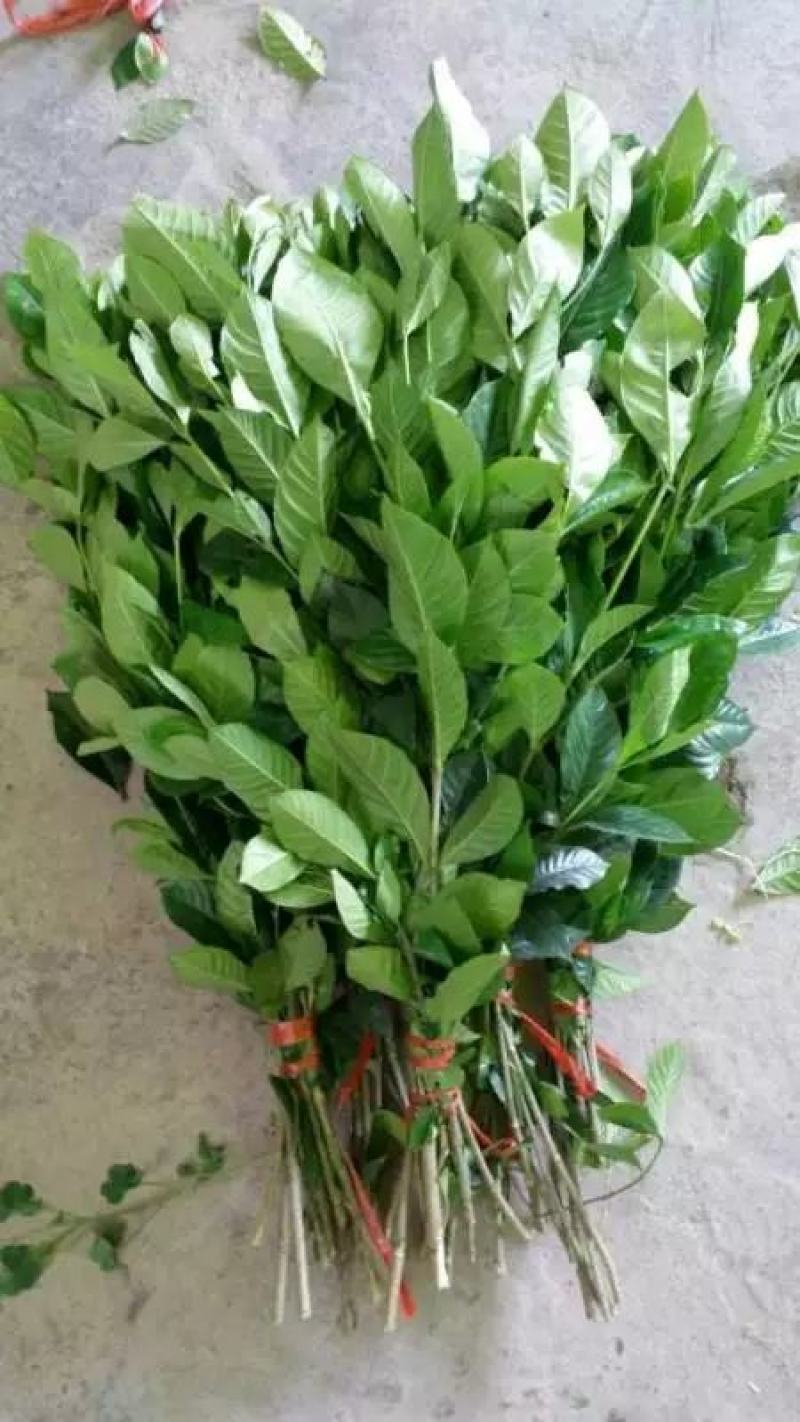 栀子花枝条栀子花叶