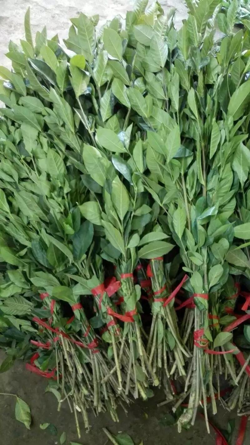 栀子花枝条栀子花叶