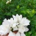 栀子花枝条栀子花叶