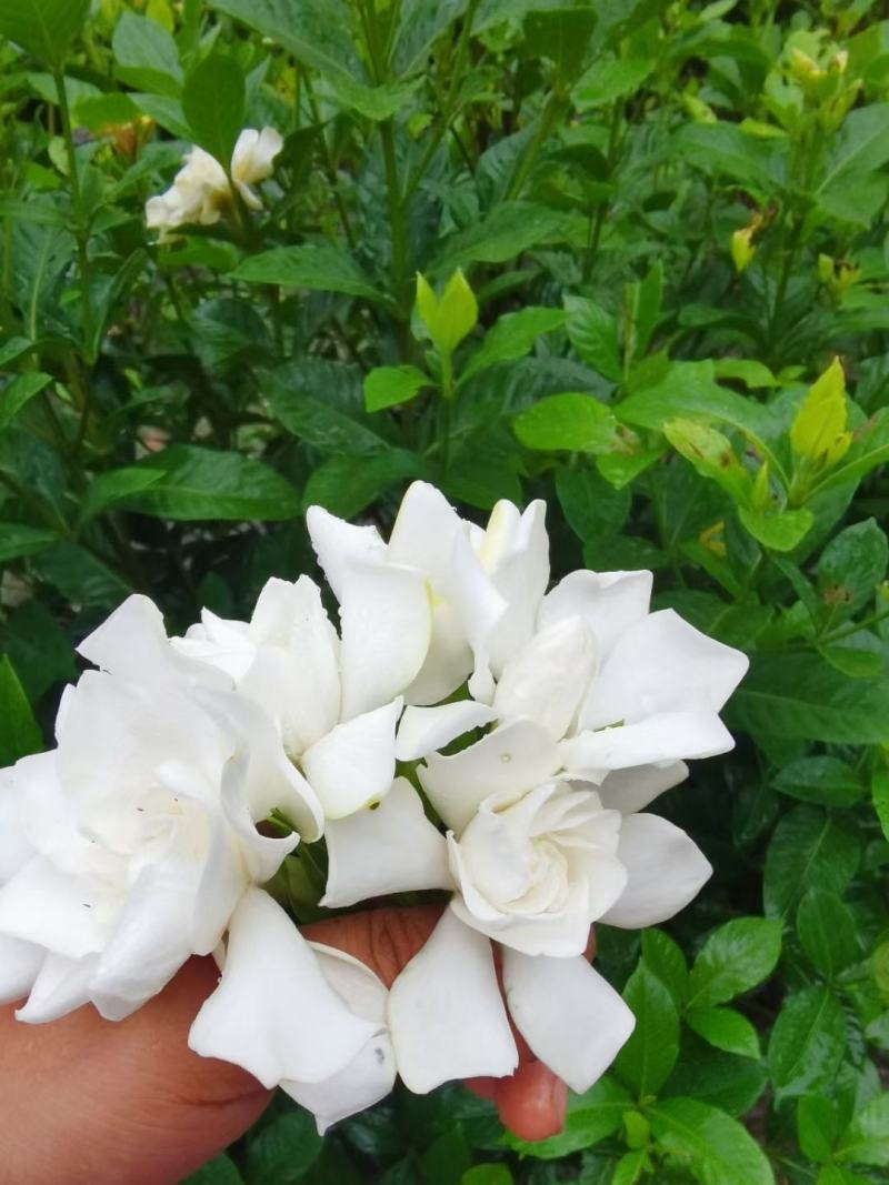 栀子花枝条栀子花叶