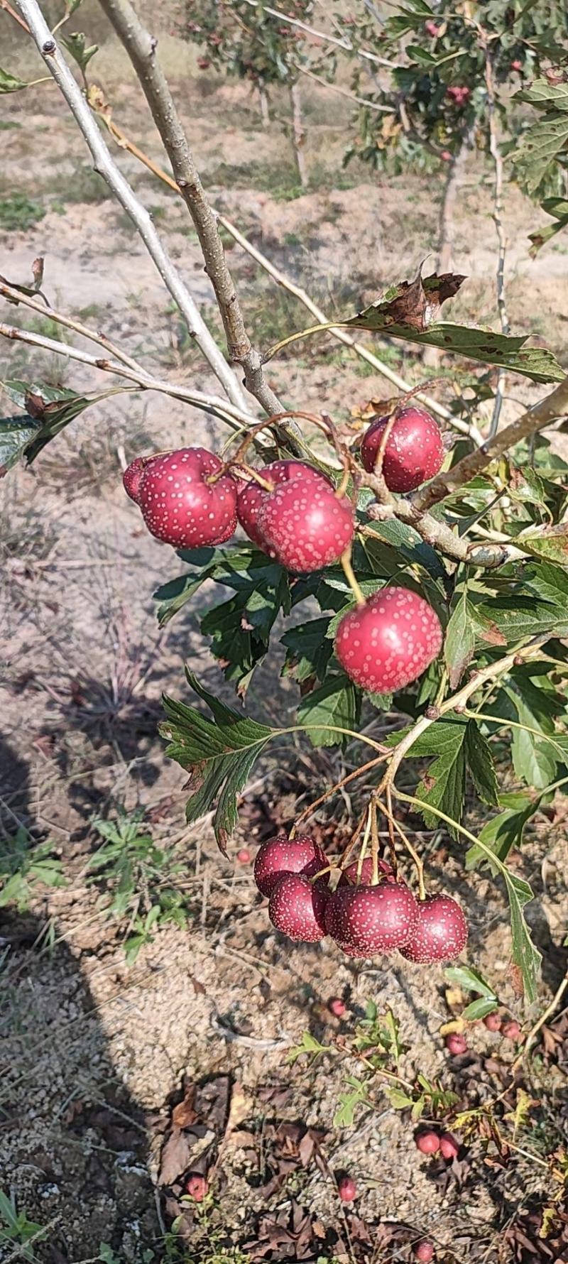 大量供应大金星山楂欢迎有实力的罐头厂，批发商合作共赢