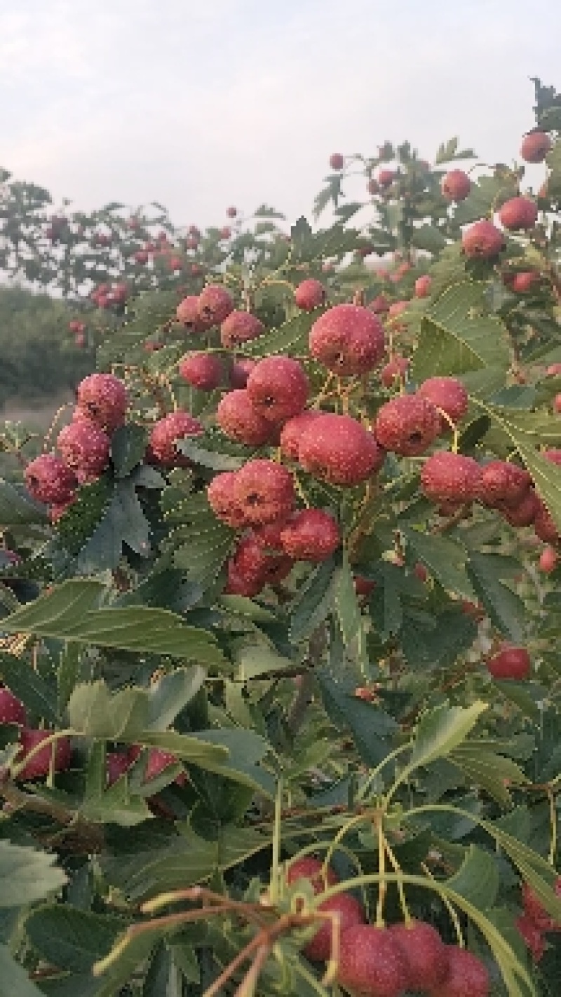 大量大金星山楂上市了，欢迎批发商，罐头厂对接