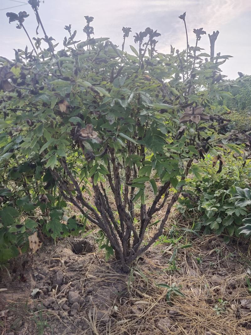 产地直销精品牡丹质量保障可视频看货欢迎咨询