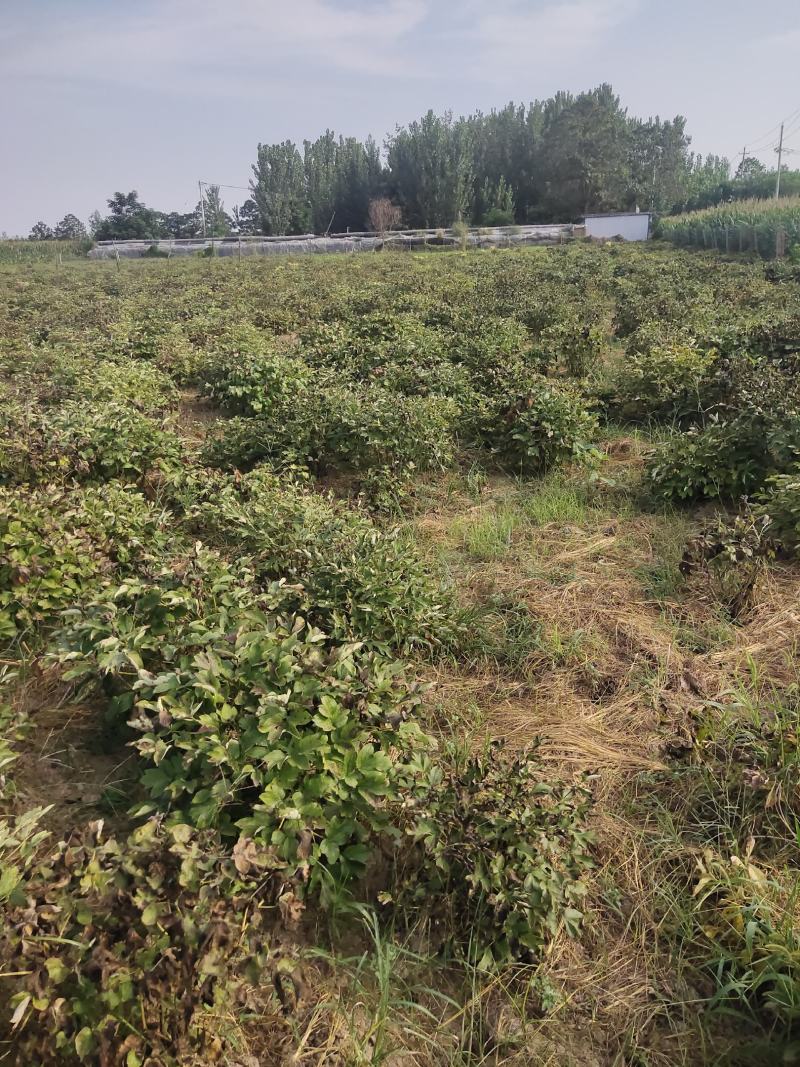 产地直销精品牡丹质量保障可视频看货欢迎咨询